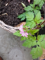 Geranium robertianum