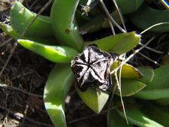 Acrodon bellidiflorus