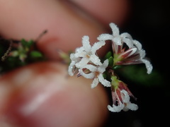 Leucopogon microphyllus