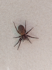 Uliodon albopunctatus