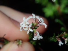 Leucopogon microphyllus