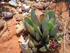 Acrodon bellidiflorus