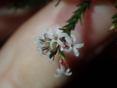 Leucopogon microphyllus