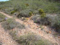 Acrodon bellidiflorus