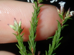 Leucopogon microphyllus