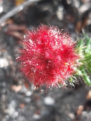 Erica cerinthoides