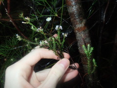 Leucopogon microphyllus