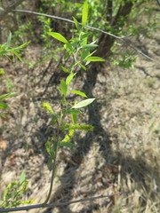 Salix nipponica