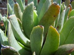 Acrodon bellidiflorus