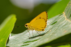 Cupitha purreea
