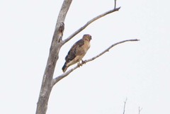 Buteo jamaicensis