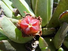 Acrodon bellidiflorus