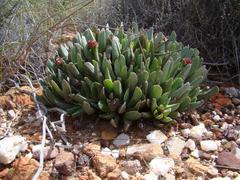 Acrodon bellidiflorus