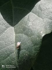 Muscidae