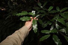 Beilschmiedia elliptica