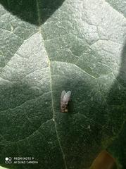 Muscidae