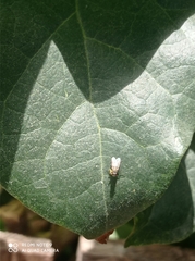 Muscidae