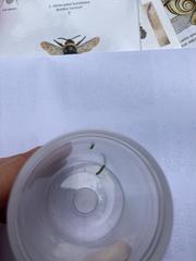 Eucera