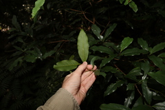 Beilschmiedia elliptica