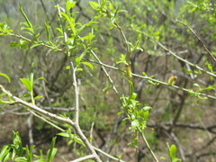 Salix pierotii