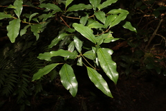 Beilschmiedia elliptica