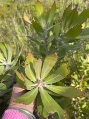 Leucospermum glabrum