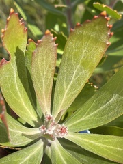 Leucospermum glabrum