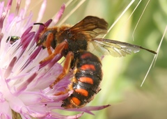 Rhodanthidium