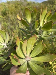Leucospermum glabrum
