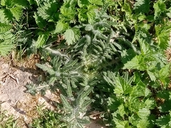 Cirsium vulgare