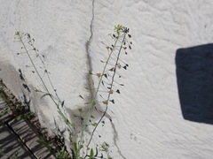 Capsella bursa-pastoris
