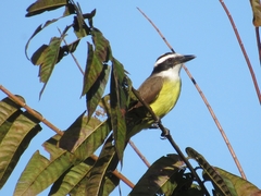 Pitangus sulphuratus