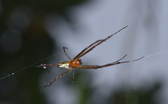 Leucauge wulingensis