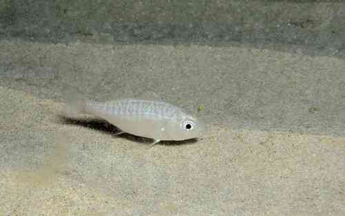 Guinean striped mojarra (Gerres nigri) — Gerreidae