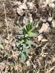 Euphorbia seguieriana