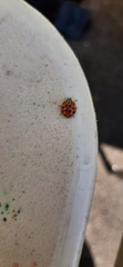 Harmonia axyridis