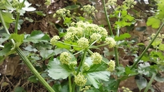Smyrnium olusatrum