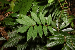 Austrosteenisia glabristyla