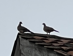 Streptopelia chinensis