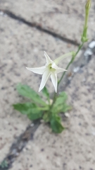 Nicotiana alata