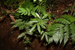 Austrosteenisia glabristyla