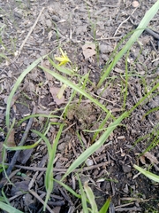 Gagea lutea
