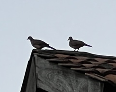 Streptopelia chinensis