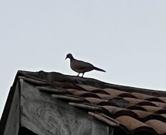 Streptopelia chinensis