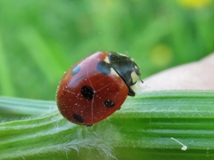 Coccinella septempunctata