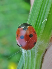 Coccinella septempunctata