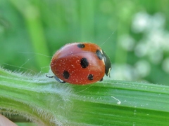 Coccinella septempunctata
