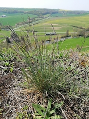 Festuca pallens