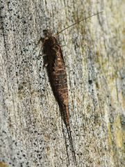 Nesomachilis