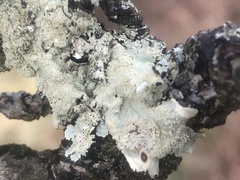 Flavoparmelia soredians